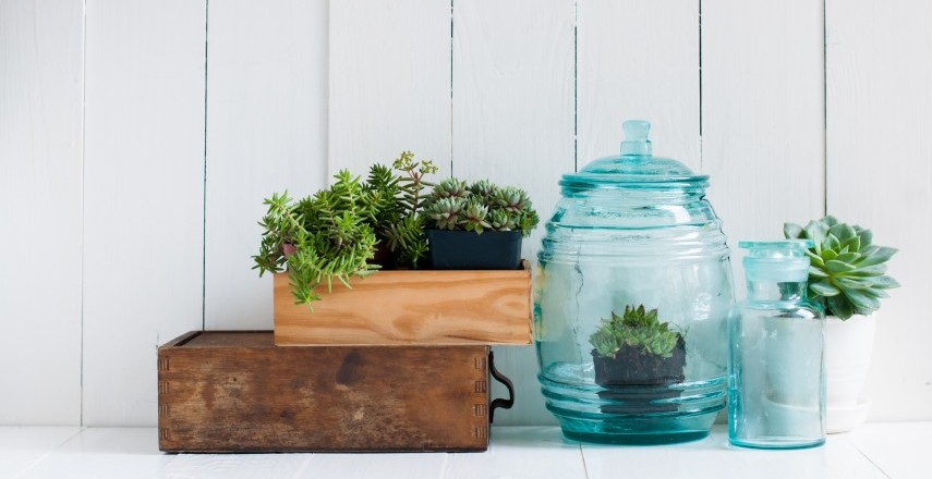 5 Houseplants That Are A Perfect Fit For A Small Apartment