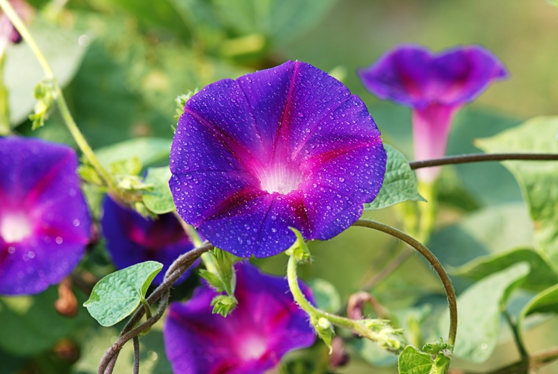 How To Decorate Your Home With Flowers That Complement