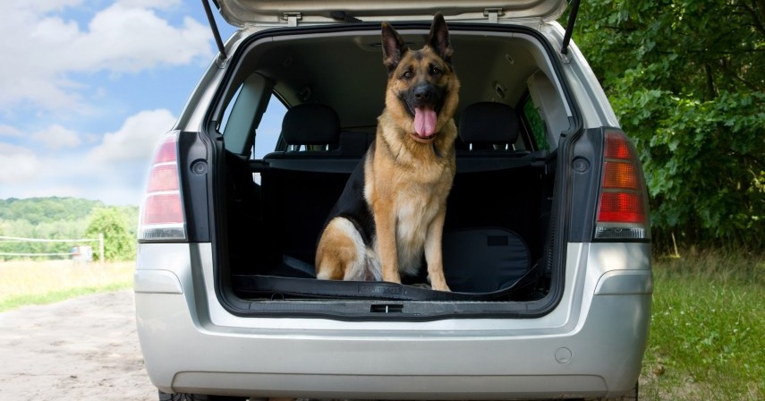 Tips When Shifting Home With A Pet