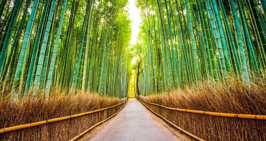 Forest Act Amended; Bamboo In Non-Forest Areas Not A 'Tree' Anymore