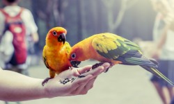 Home Sutra: Vastu Tips For Pet Birds