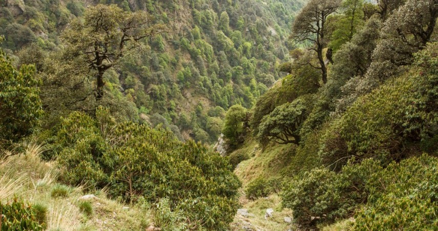 With Rising Forest Cover, India Is Really Going Green